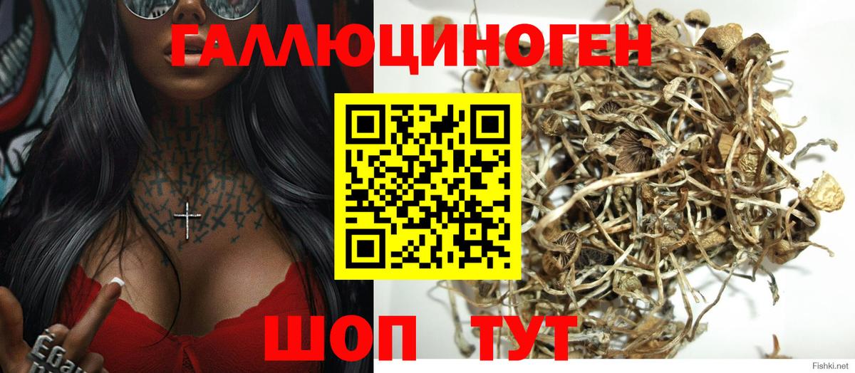 Галлюциногенные грибы Psilocybine cubensis Лесосибирск